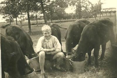 Wilfried voedert de kalfjes, Gits