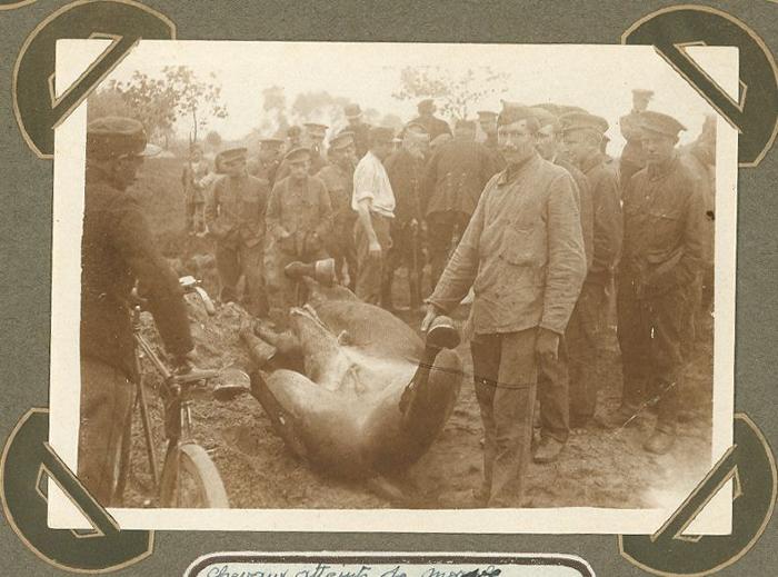 Paarden getroffen door kwade droes, Adinkerke 25 augustus 1915