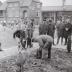 Boomplantactie op Kerkplein, Moorslede voorjaar 1971