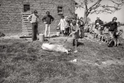 Kinderboerderij, Westrozebeke mei 1977