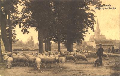 Herder met schapen, Dadizele