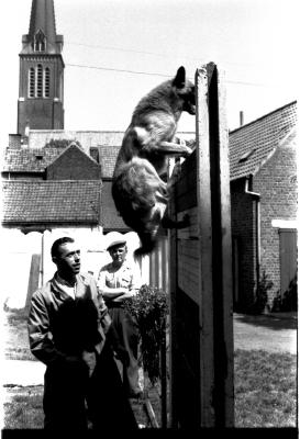 Hondentraining, Izegem 1957